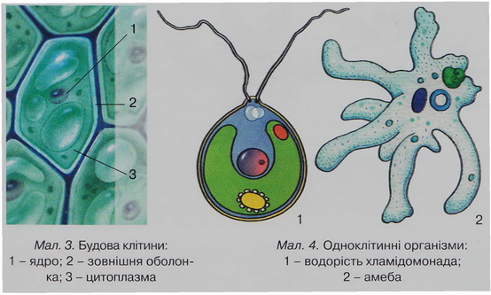 Клітини