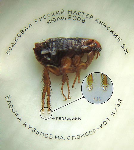 Підкована блоха