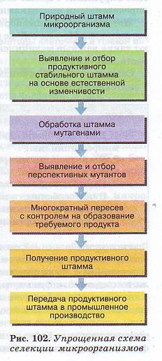 Методы селекции микроорганизмов