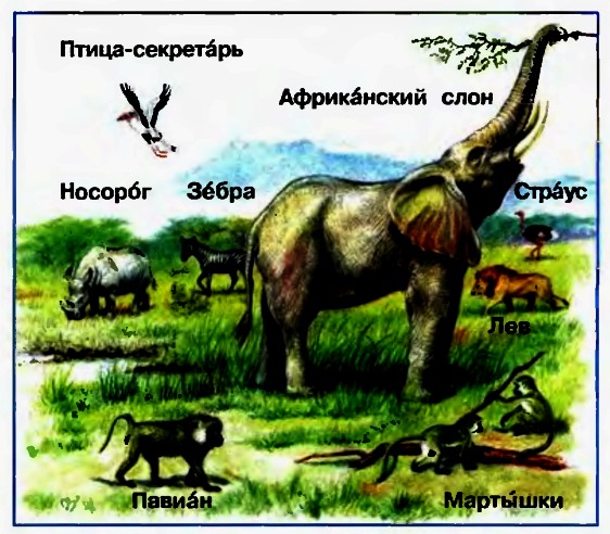 Саванна
