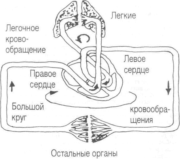 Схема взаимосвязи обеих половин сердца с большим и малым кругами кровообращения.