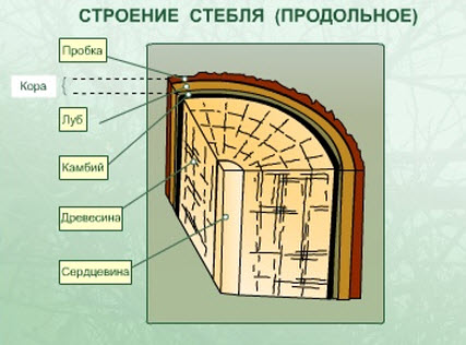 Ste2.jpg