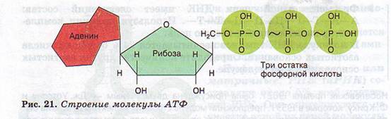 АТФ. Строение.