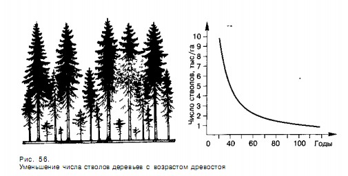 Численность