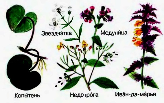 Растения