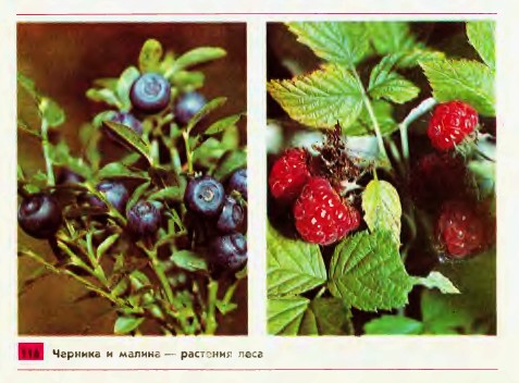 Растения леса