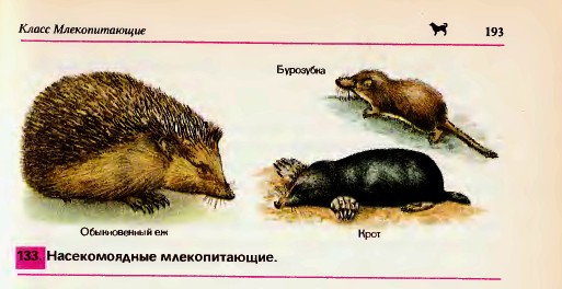 Отряд насекомоядные