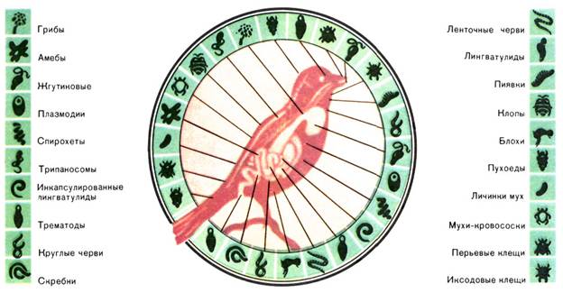 Priroda6 2 6.jpg