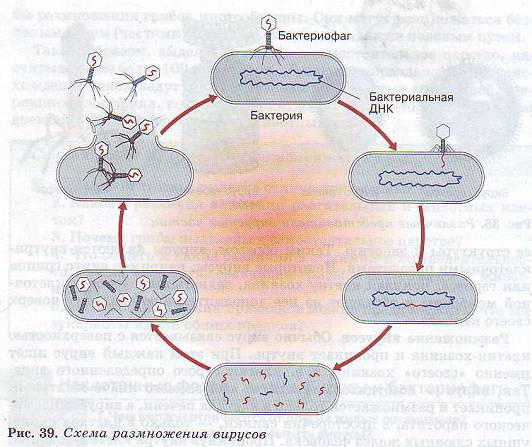 Размножение вирусов