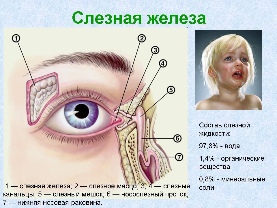 слезные железы. фото
