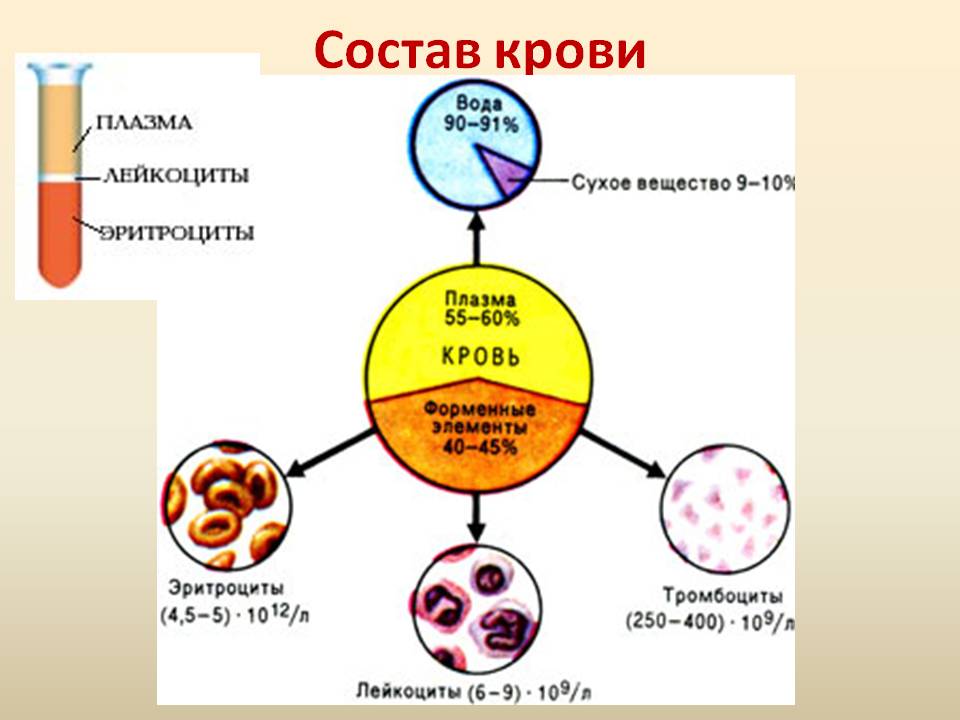 состав крови