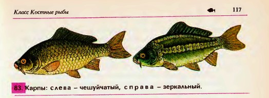 Карпы