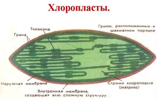 Bio10 19 3.jpg
