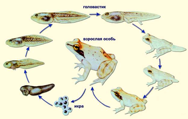 Bio8 49 5.jpg