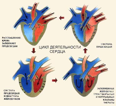 Сердечный цикл