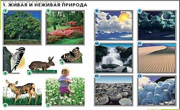 Жива і нежива природа