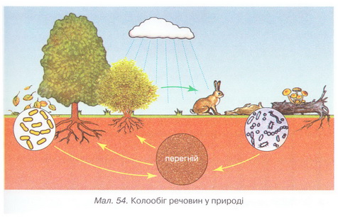 Колообіг речовин
