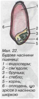 Будова насінини
