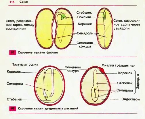 Строение семян