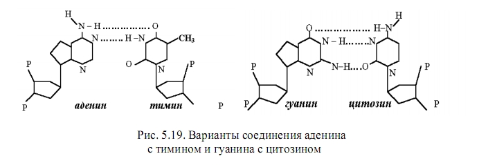 нуклеиновые кислоты