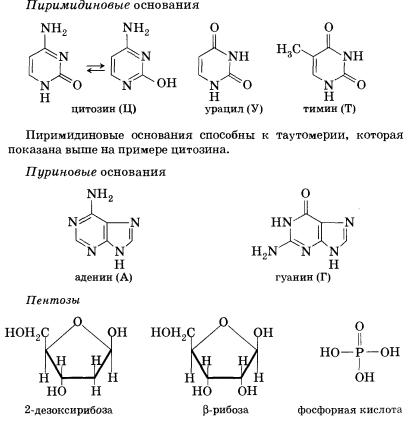 Нуклеиновые кислоты
