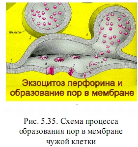 образование пор в мембране