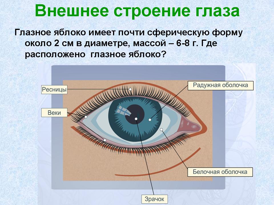 глазные мыщцы. фото