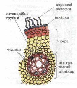 Внутрішня будова кореня фото