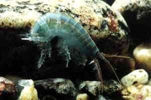 Еулімногаммарус блакитний (Eulimnogammarus cyaneus)