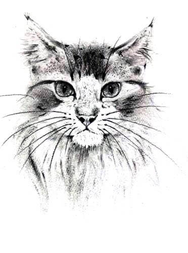 котик