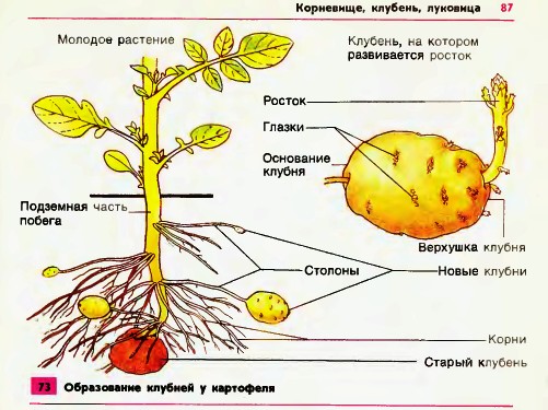 Корневище, клубень, луковица