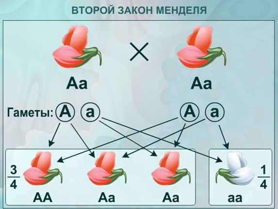 Закони Менделя