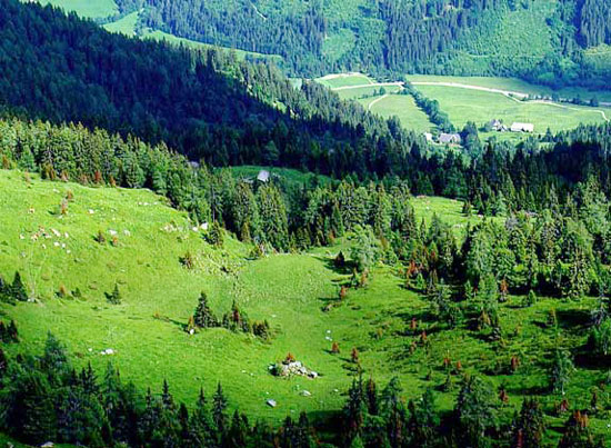 Хвойні ліси