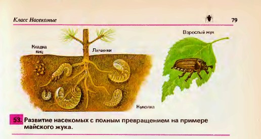 Развитие с полным превращением.