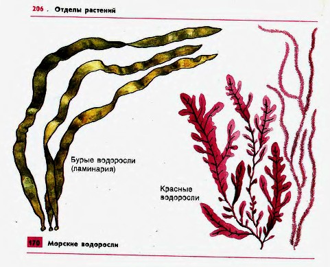 Морские бурые и красные водоросли