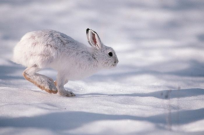 Заєць-біляк