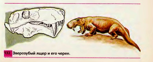 Зверозубый ящер и его череп