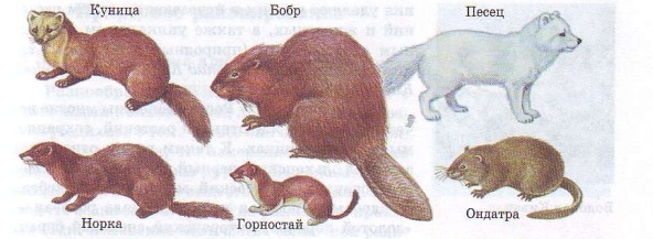 Промысловые животные России