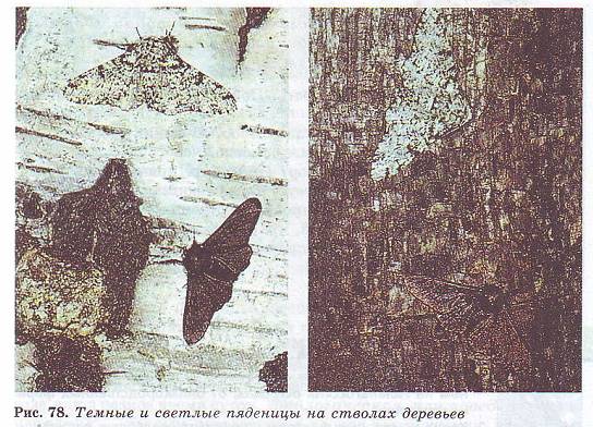 Темные и светлые пяденицы
