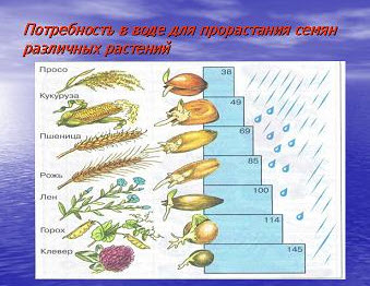 Залежність від води