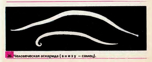 Человеческая аскарида