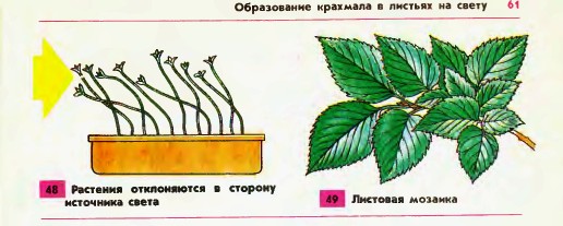 Растения и свет
