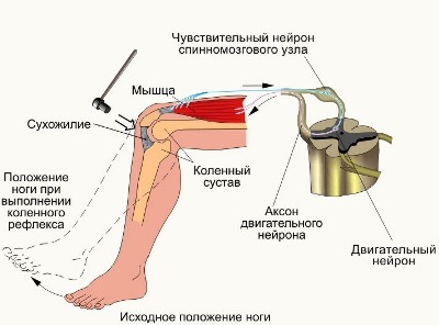 коленный безусловный рефлекс. фото