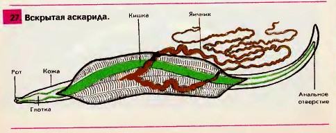 Вскрытая аскарида