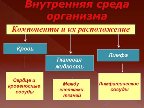 схема состава внутренней  среды организма