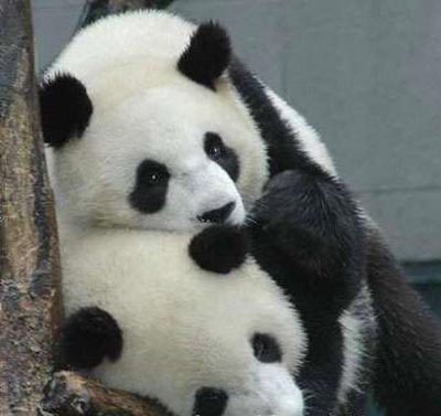 Eng1-panda-10.jpg