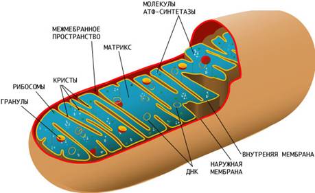 Bio10 19 6.jpg