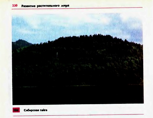 Тайга