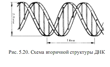 структура днк