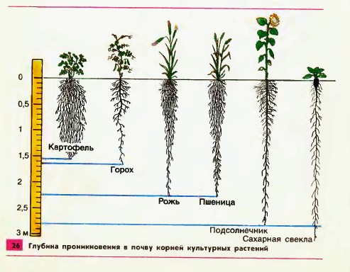 Корни
